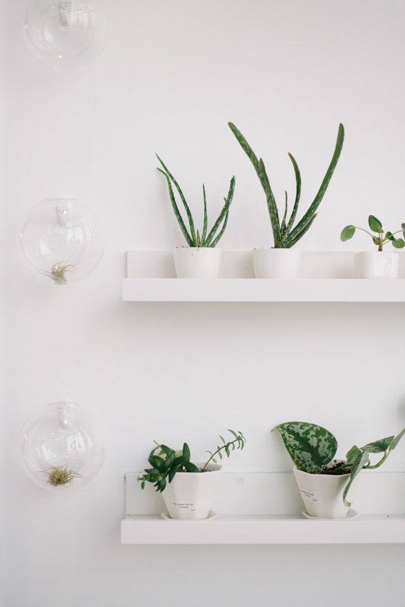 plant shop interior display inspiration botaniful
