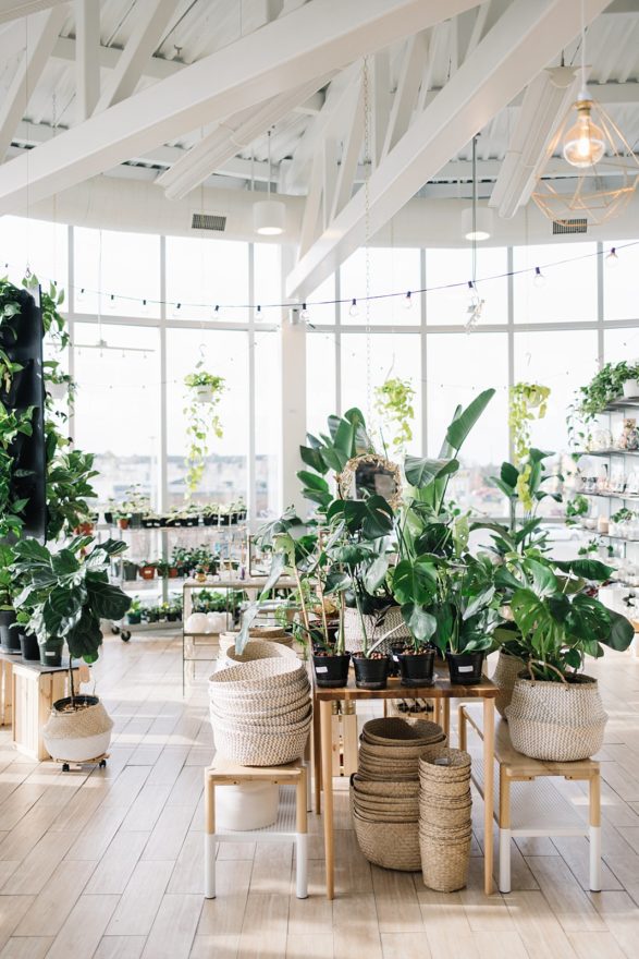 plant shop layout botaniful edmonton photographer