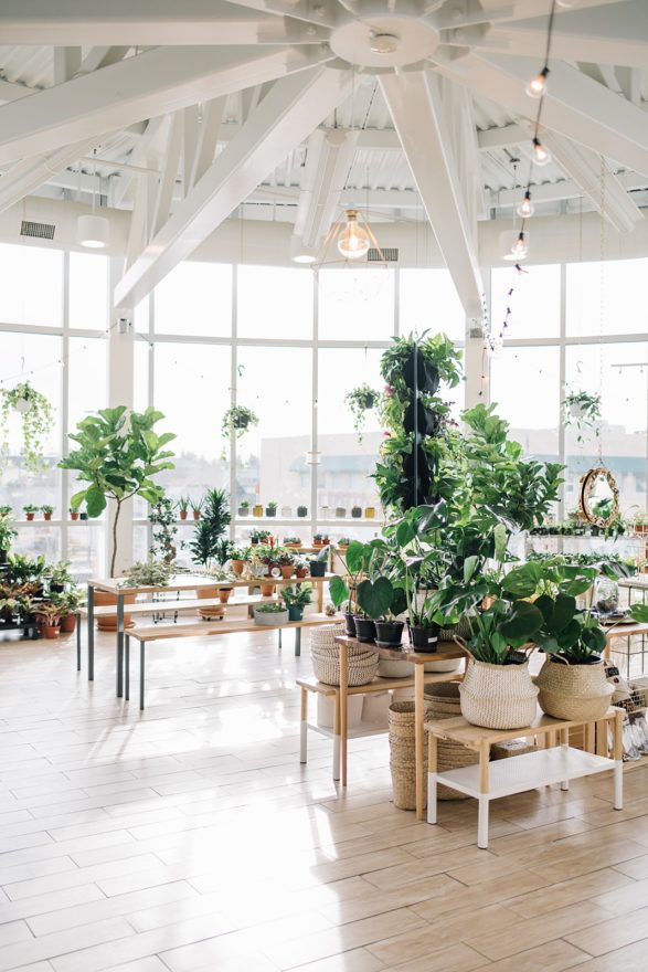 plant shop photoshoot interior ideas